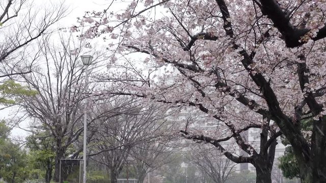 Walking under a cherry tree on a snowy day