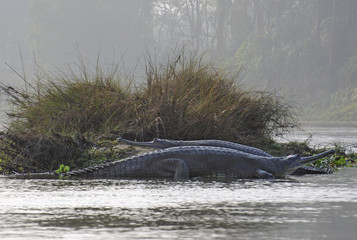 Obraz premium Gavials on the river sandbank, Chitwan National Park, Nepal