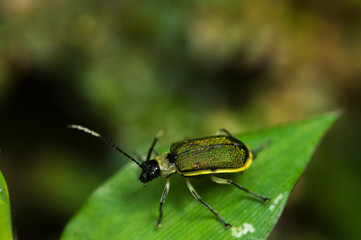 Escarabajo de Hoja