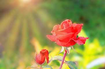 Art photo rose petals isolated on the natural blurred background. Closeup. For design, texture, background. Nature.
