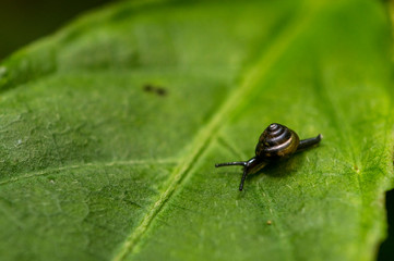 Caracolito