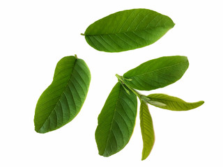 Fototapeta premium green leaf isolated on white background