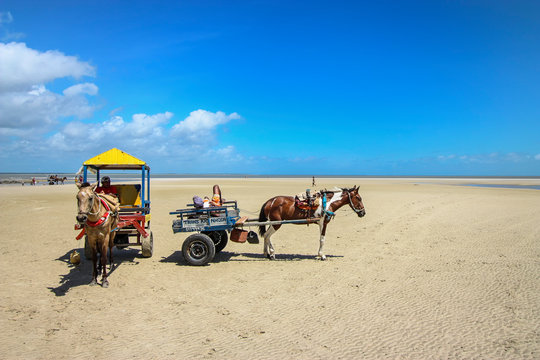 Charrete em praia de Algodoal, no Par&aacute;. Transporte por cavalos na areia, com c&eacute;u limpo azul.