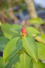 Obraz na płótnie Canvas red Zingiber zerumbet flower in nature garden