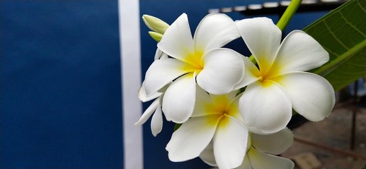 Fototapeta premium frangipani flower on a background
