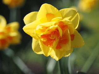 Two toned yellow daffodil with darker center blooming in the early spring, close-up