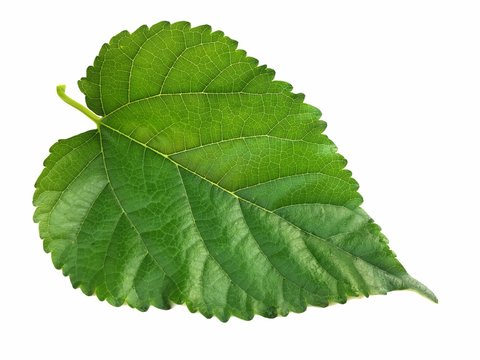 Green mulberry leaf on white background 