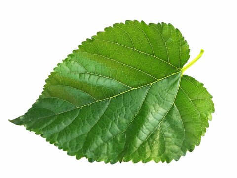 green mulberry  leaf isolated on white background