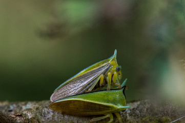 Membrácidae