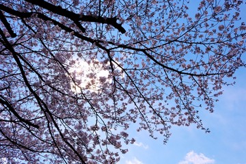 さくら　春　青空　茨城　風景