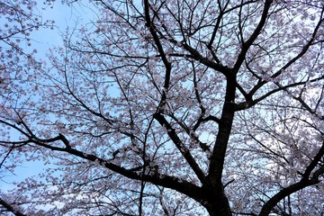 さくら　春　青空　茨城　風景