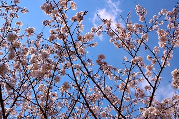 さくら　春　青空　茨城　風景