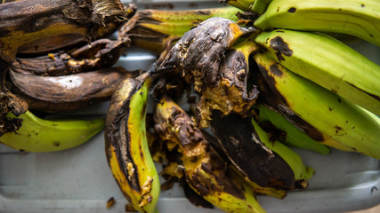 Close up view of rotten spoiled ugly banana fruits eaten and bitten by wild animal.