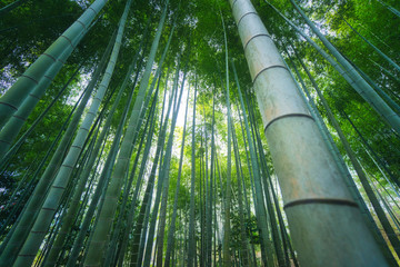 竹林