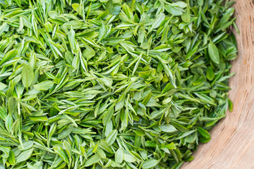 Fresh Green lush leaves of tea