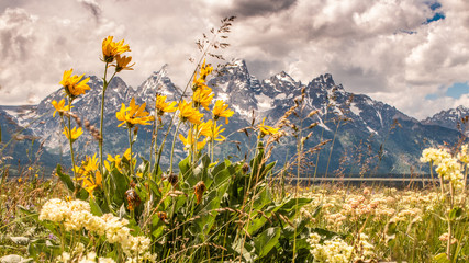 yellow flowers in the mountains