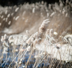 Dry reeds in a blurry background on a windy and sunny  day