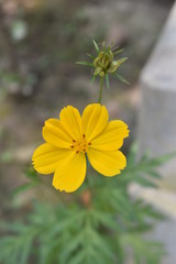 yellow flowers in garden