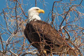 american bald eagle on a branch