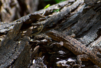 Long-Tailed Brush Lizard on Tree Trunk
