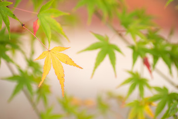 緑の葉をバックにカエデの黄葉
