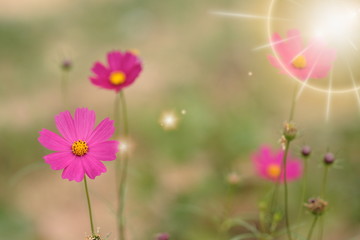 group of pink and purple cosmos flower in garden have flare light