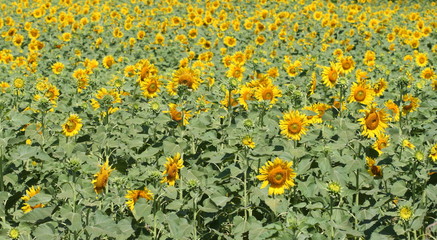 Obraz premium Many very beautiful yellow sunflower in garden
