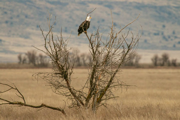 Bald Eagle Perch