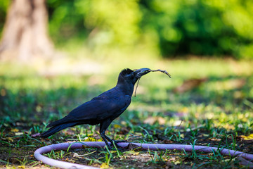 Crow bringing some sticks for its nest