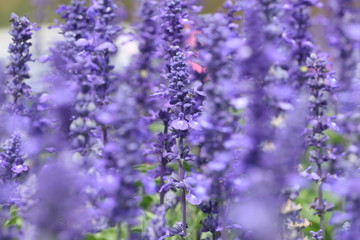 Many little purple flowers in garden