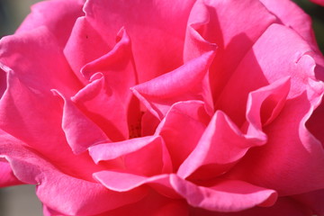 Closeup beautiful fresh pink rose