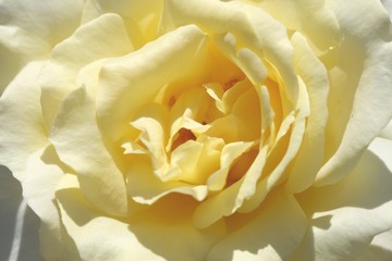 Closeup beautiful fresh yellow and white rose