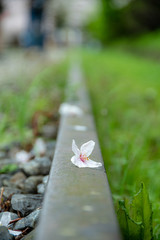sakura on the rail