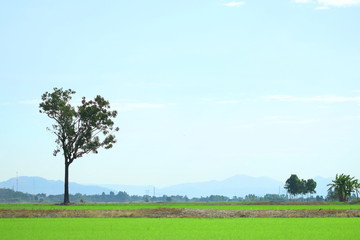 Fototapeta na wymiar View of beautiful fresh green rice leaves field with blue sky have white cloud in Thailand, have copy space, concept spring season