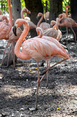Close up Group of American Flamingo in Tropical Nature