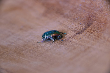 rose beetle on wooden background