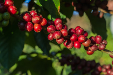 Coffee beans ripening on tree in North of thailand