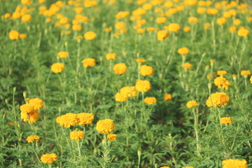 Close up yellow marigold flower on blur many flower field background look fresh, Thai people growing marigold flower for King Rama nine of Thailand