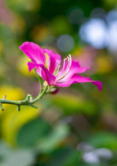 Obraz premium Bauhinia flower soft focus with some sharp and blurred background.