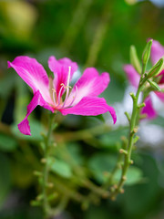 Fototapeta premium Bauhinia flower soft focus with some sharp and blurred background.