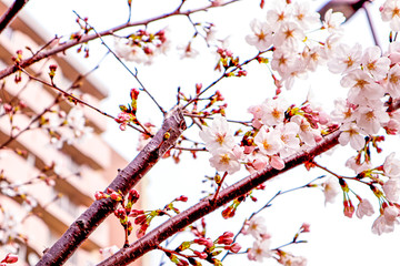 Dreamy Cherry Blossom Focusing Photo against High-Rise Building Background