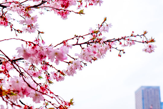 Dreamy Cherry Blossom Focusing Photo against High-Rise Building Background