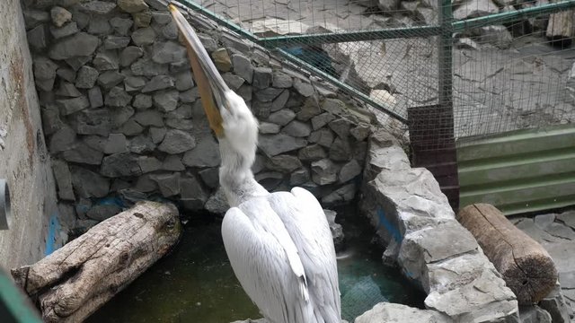 a shaggy white pelican sits by a pond, catches a fish and eats it loudly clicking its beak