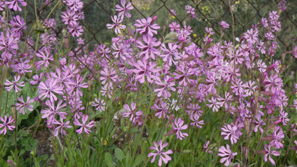 Obraz premium Cluster of delicate purple weed flowers in Andalusian winter sunshine