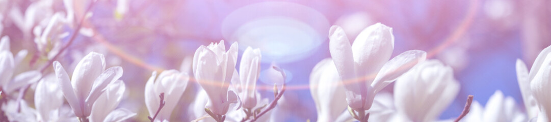 Panorama white magnolia flowers © lms_lms