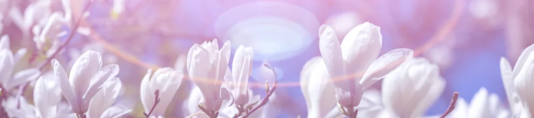 Gordijnen Panorama witte magnolia bloemen © lms_lms