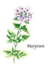 Watercolor botanic illustration with Marjoram on white background. Hand drawn food collection with seasonings, herbs and vegetables. Perfect for culinary books, magazines, textiles.