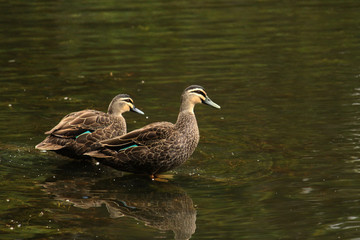 Two brown ducks sitting in a pond. Shallow water and reflection of ducks