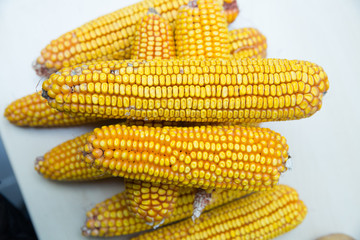 dry corn on a white background . Corn image in dried yellow tones .