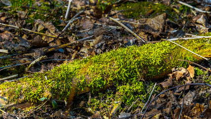 Fallen deadwood covered with moss in a spring pine forest